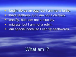 What am I? I begin life as an egg, but I am not a turtle. I have feathers, but I am not a chicken. I can fly, but I am not a blue jay. I migrate, but I am not a robin. I am special because I can fly backwards. 