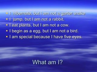 What am I? I  hibernate, but I am not a garter snake  I  jump, but I am not a rabbit. I eat plants, but I am not a cow. I begin as a egg, but I am not a bird. I am special because I have five eyes.  