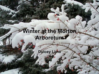 Winter at the Morton
    Arboretum

     Dulcey Lima
 