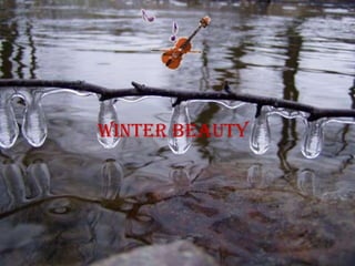 Winter beauty
 