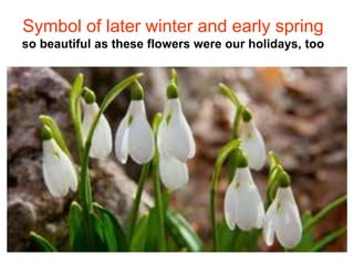 Symbol of later winter and early spring
so beautiful as these flowers were our holidays, too
 