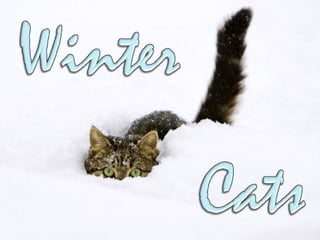 Wintercats