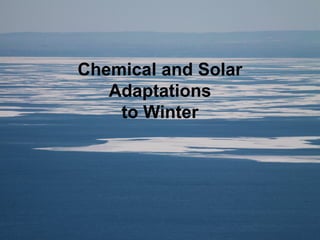 Chemical and Solar
Adaptations
to Winter
 