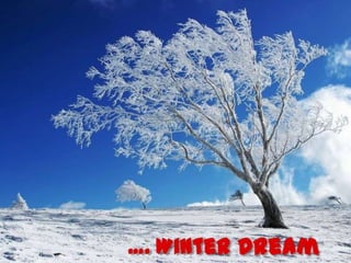  …. Winter Dream 