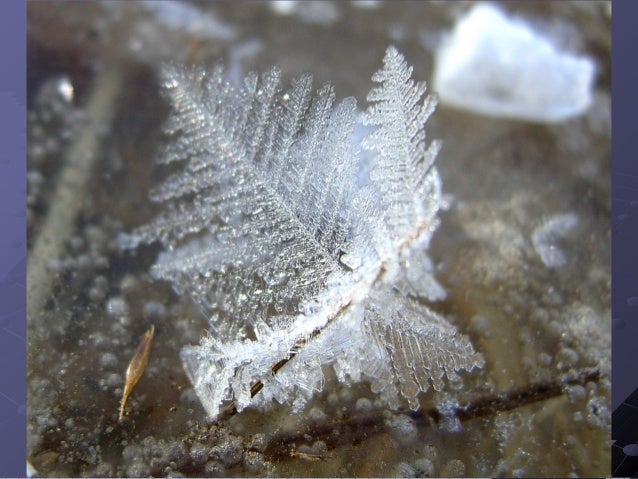 Winter ecology notes frost, snow, and ice