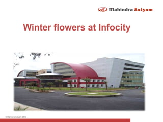 Winter flowers at Infocity 