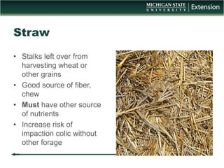 Winter Horse Care | PPT