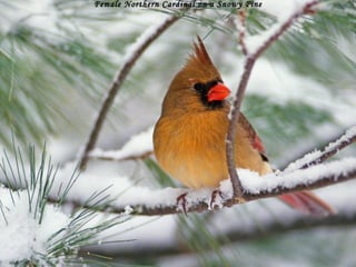 Female Northern Cardinal on a Snowy Pine 