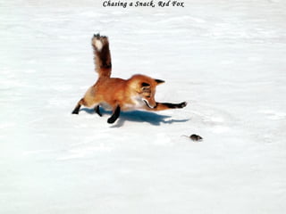 Chasing a Snack, Red Fox 