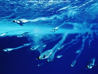 Swimming Emperor Penguins, Antarctica 