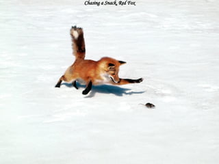Chasing a Snack, Red Fox 