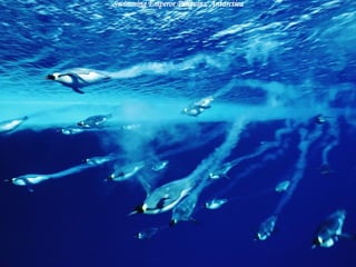 Swimming Emperor Penguins, Antarctica 