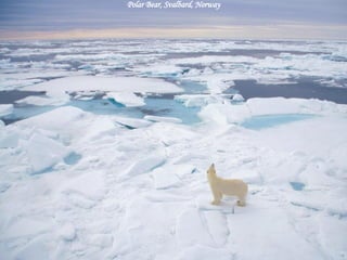Polar Bear, Svalbard, Norway 