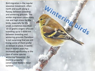 Bird migration is the regular
seasonal movement, often
north and south along a
flyway, between breeding
and wintering grounds. The
winter migration cause many
risk and high stress for the
birds, especially for the
small, sometimes less than
10-15 grams singers who are
travelling up to 5-6000 km
between breeding and
wintering grounds.Therefore
is not surprising that are still
trying some of them prefer
to remain in place. It seems
that in recent years has
increased significantly in the
case of some species
wintering frequency - for
them to properly
constructed feeders mean
survival.
 