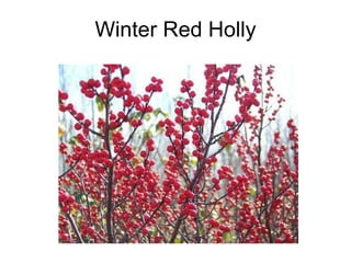 Winter Red Holly 