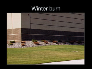 Winter burn 