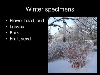 Winter specimens Flower head, bud Leaves Bark Fruit, seed 