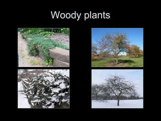 Woody plants 