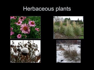 Herbaceous plants 