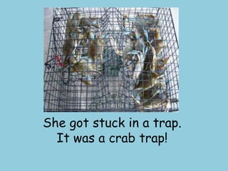 She got stuck in a trap. It was a crab trap!