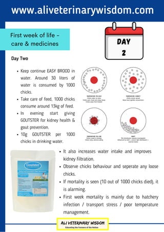www.aliveterinarywisdom.com
Day Two
First week of life -
care & medicines Day
2
Keep continue EASY BROOD in
water. Around 30 liters of
water is consumed by 1000
chicks.
Take care of feed, 1000 chicks
consume around 13kg of feed.
In evening start giving
GOUTSTER for kidney health &
gout prevention.
10g GOUTSTER per 1000
chicks in drinking water.
It also increases water intake and improves
kidney filtration.
Observe chicks behaviour and seperate any loose
chicks.
If mortality is seen (10 out of 1000 chicks died), it
is alarming.
First week mortality is mainly due to hatchery
infection / transport stress / poor temperature
management.
 