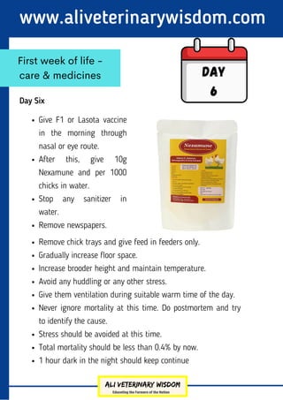 www.aliveterinarywisdom.com
Day Six
First week of life -
care & medicines Day
6
Give F1 or Lasota vaccine
in the morning through
nasal or eye route.
After this, give 10g
Nexamune and per 1000
chicks in water.
Stop any sanitizer in
water.
Remove newspapers.
Remove chick trays and give feed in feeders only.
Gradually increase floor space.
Increase brooder height and maintain temperature.
Avoid any huddling or any other stress.
Give them ventilation during suitable warm time of the day.
Never ignore mortality at this time. Do postmortem and try
to identify the cause.
Stress should be avoided at this time.
Total mortality should be less than 0.4% by now.
1 hour dark in the night should keep continue
 