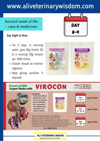www.aliveterinarywisdom.com
Day Eight & Nine
Second week of life
- care & medicines Day
8-9
For 2 days, in morning
water, give 30g Pyroliv DS
& in evening 30g Virocon
per 1000 chicks.
Growth should be monitor
regularly.
Keep giving sanitizer if
required
 