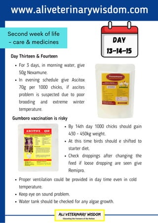 Day Thirteen & Fourteen
www.aliveterinarywisdom.com
Second week of life
- care & medicines Day
13-14-15
For 3 days, in morning water, give
50g Nexamune.
In evening schedule give Ascitox
70g per 1000 chicks, if ascites
problem is suspected due to poor
brooding and extreme winter
temperature.
By 14th day 1000 chicks should gain
430 - 450kg weight.
At this time birds should e shifted to
starter diet.
Check droppings after changing the
feed if loose dropping are seen give
Remipro.
Proper ventilation could be provided in day time even in cold
temperature.
Keep eye on sound problem.
Water tank should be checked for any algae growth.
Gumboro vaccination is risky
 