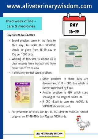 Day Sixteen to Nineteen
www.aliveterinarywisdom.com
Third week of life -
care & medicines Day
16-19
Sound problem came in the flock by
16th day. To tackle this RESPOZE
should be given from 16-19 day @
75g per 1000 birds.
Working of RESPOZE is unique as it
clear mucous from trachea and have
protective effect on cilia.
It effectively control sound problem.
Other problems in these days are
development if IB - CRD duo which is
further complexed by E.coli.
Another problem is IBH which start
showing at this stage of broiler life.
If CRD -E.coli is seen tha ALCAEU &
SEPTIMA should be used.
For prevention of virals like IBH, IB, RD, LPAI etc VIROCON should
be given on 17-18-19th day 75g per 1000 birds.
 