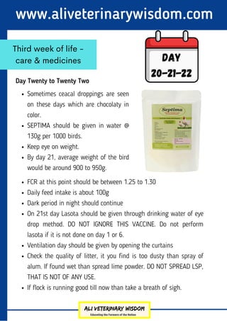 Day Twenty to Twenty Two
www.aliveterinarywisdom.com
Third week of life -
care & medicines Day
20-21-22
Sometimes ceacal droppings are seen
on these days which are chocolaty in
color.
SEPTIMA should be given in water @
130g per 1000 birds.
Keep eye on weight.
By day 21, average weight of the bird
would be around 900 to 950g.
FCR at this point should be between 1.25 to 1.30
Daily feed intake is about 100g
Dark period in night should continue
On 21st day Lasota should be given through drinking water of eye
drop method. DO NOT IGNORE THIS VACCINE. Do not perform
lasota if it is not done on day 1 or 6.
Ventilation day should be given by opening the curtains
Check the quality of litter, it you find is too dusty than spray of
alum. If found wet than spread lime powder. DO NOT SPREAD LSP,
THAT IS NOT OF ANY USE.
If flock is running good till now than take a breath of sigh.
 