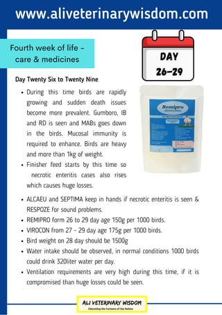 Day Twenty Six to Twenty Nine
www.aliveterinarywisdom.com
Fourth week of life -
care & medicines Day
26-29
During this time birds are rapidly
growing and sudden death issues
become more prevalent. Gumboro, IB
and RD is seen and MABs goes down
in the birds. Mucosal immunity is
required to enhance. Birds are heavy
and more than 1kg of weight.
Finisher feed starts by this time so
necrotic enteritis cases also rises
which causes huge losses.
ALCAEU and SEPTIMA keep in hands if necrotic enteritis is seen &
RESPOZE for sound problems.
REMIPRO form 26 to 29 day age 150g per 1000 birds.
VIROCON from 27 - 29 day age 175g per 1000 birds.
Bird weight on 28 day should be 1500g
Water intake should be observed, in normal conditions 1000 birds
could drink 320liter water per day.
Ventilation requirements are very high during this time, if it is
compromised than huge losses could be seen.
 