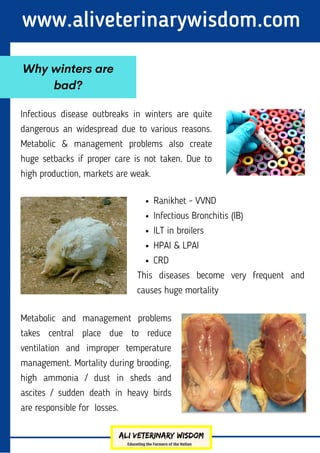 www.aliveterinarywisdom.com
Infectious disease outbreaks in winters are quite
dangerous an widespread due to various reasons.
Metabolic & management problems also create
huge setbacks if proper care is not taken. Due to
high production, markets are weak.
Why winters are
bad?
Ranikhet - VVND
Infectious Bronchitis (IB)
ILT in broilers
HPAI & LPAI
CRD
This diseases become very frequent and
causes huge mortality
Metabolic and management problems
takes central place due to reduce
ventilation and improper temperature
management. Mortality during brooding,
high ammonia / dust in sheds and
ascites / sudden death in heavy birds
are responsible for losses.
 