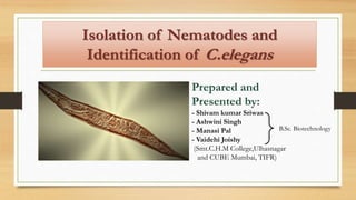 Isolation of Nematodes and
Identification of C.elegans
Prepared and
Presented by:
- Shivam kumar Sriwas
- Ashwini Singh
- Manasi Pal
- Vaidehi Joishy
(Smt.C.H.M College,Ulhasnagar
and CUBE Mumbai, TIFR)
B.Sc. Biotechnology
 