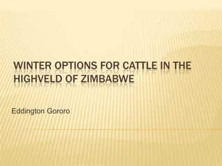WINTER OPTIONS FOR CATTLE IN THE
HIGHVELD OF ZIMBABWE
Eddington Gororo
 