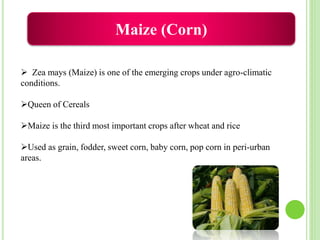 Maize (Corn)
 Zea mays (Maize) is one of the emerging crops under agro-climatic
conditions.
Queen of Cereals
Maize is the third most important crops after wheat and rice
Used as grain, fodder, sweet corn, baby corn, pop corn in peri-urban
areas.
 