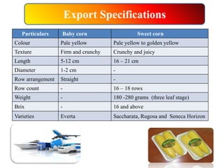 Export Specifications
Particulars Baby corn Sweet corn
Colour Pale yellow Pale yellow to golden yellow
Texture Firm and crunchy Crunchy and juicy
Length 5-12 cm 16 – 21 cm
Diameter 1-2 cm -
Row arrangement Straight -
Row count - 16 – 18 rows
Weight - 180 -280 grams (three leaf stage)
Brix - 16 and above
Varieties Everta Saccharata, Rugosa and Seneca Horizon
 