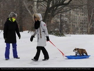 Tara Ferraro pulls Chunk, an English Bulldog, on a plastic sled through Central Park after a snowstorm hit New York Januar...