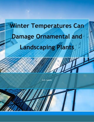 Winter Temperatures Can
Damage Ornamental and
Landscaping Plants
U.S. Lawns
 