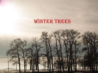 Winter trees
 