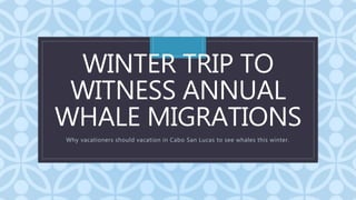 C
WINTER TRIP TO
WITNESS ANNUAL
WHALE MIGRATIONS
Why vacationers should vacation in Cabo San Lucas to see whales this winter.
 