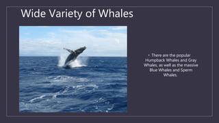 Wide Variety of Whales
• There are the popular
Humpback Whales and Gray
Whales, as well as the massive
Blue Whales and Sperm
Whales.
 