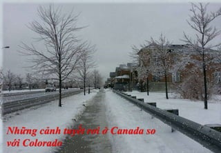 Những cảnh tuyết rơi ở Canada so
với Colorado
 