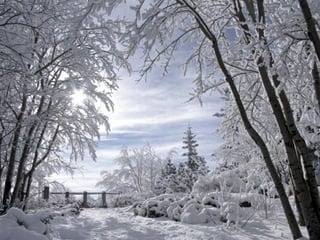 Winter wonderland