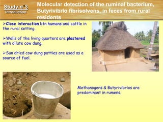 Enterococcus faecalis