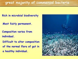 great majority of commensal bacteriaRich in microbial biodiversityMost fairly permanent.Composition varies from individual.Difficult to alter composition of the normal flora of gut in a healthy individual.