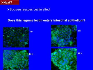 Expt n°2ResultsORS STUDY23 WHO-ORS therapy & early refeeding23 WHO-ORS+ HAMSNo changeAltered46 children-(30M and 16F)Age-(3months-5yrs), all but 3 children were weaned