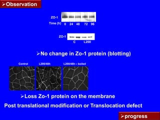 SE status-IV (range III-V)