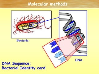 biochemical identification.