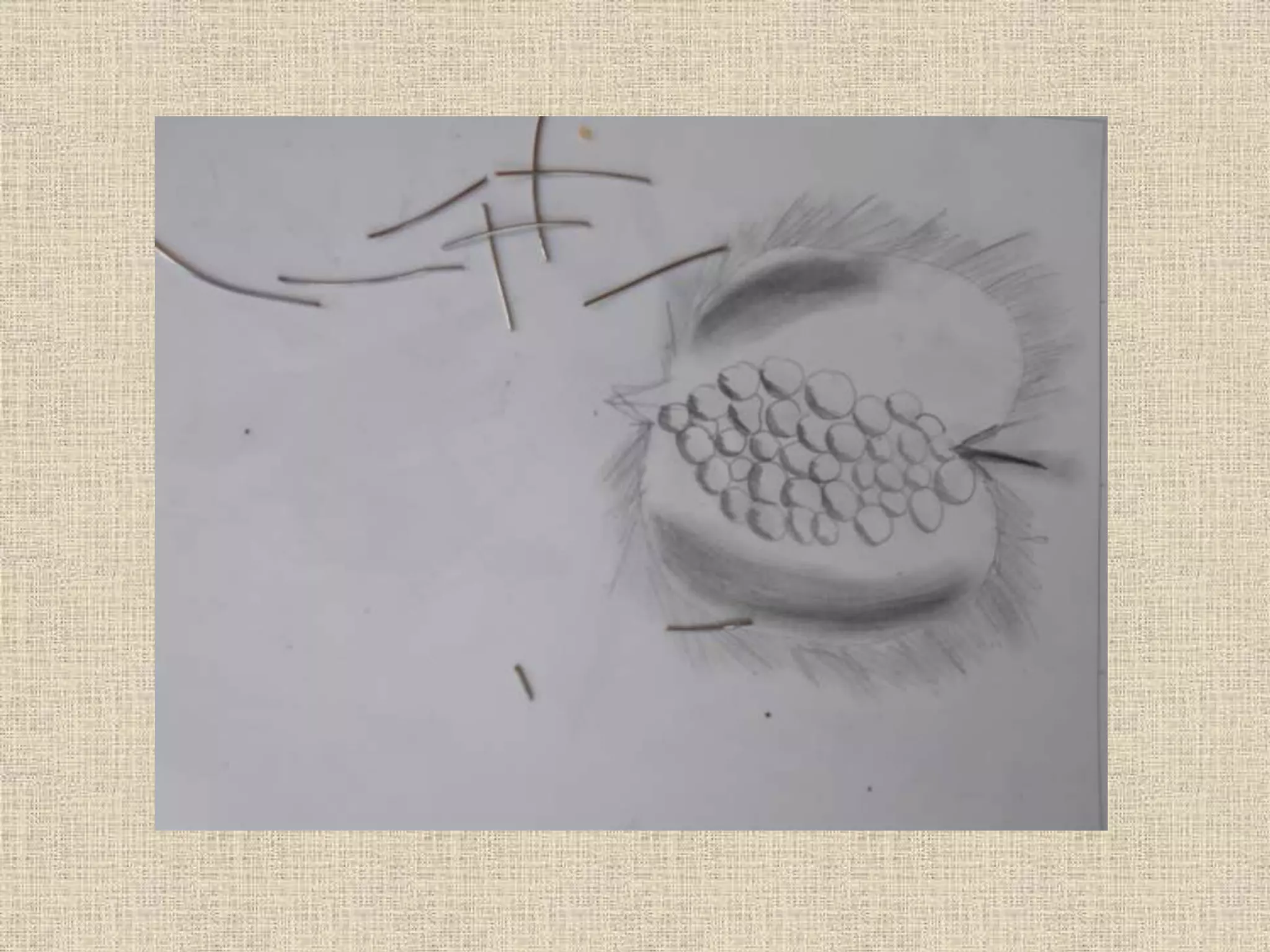 Art and Nature Project. Seeds and spores. Wire sculpture