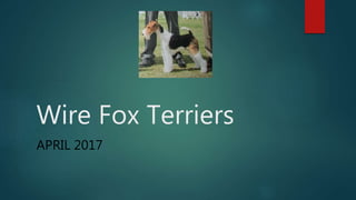 Wire Fox Terriers
APRIL 2017
 
